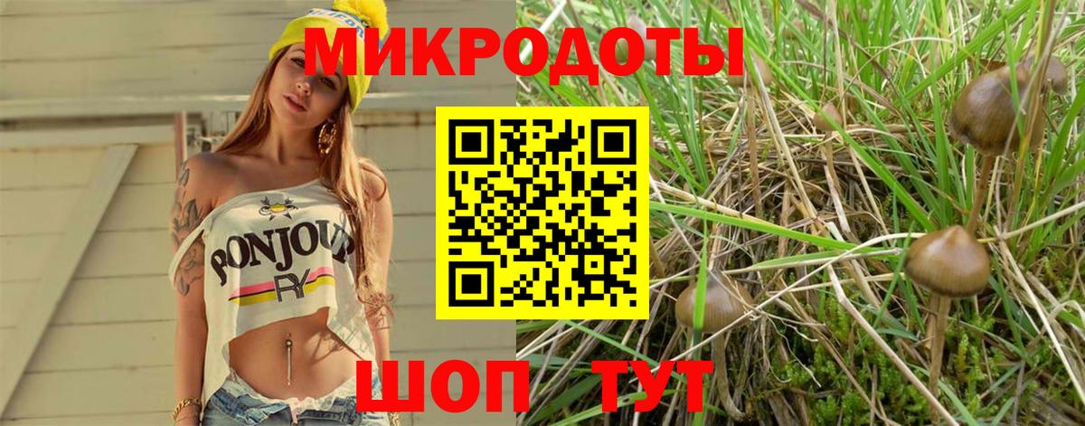 Курчалой  Галлюциногенные грибы прущие грибы  Вход с VPN  Галлюциногенные грибы прущие грибы 