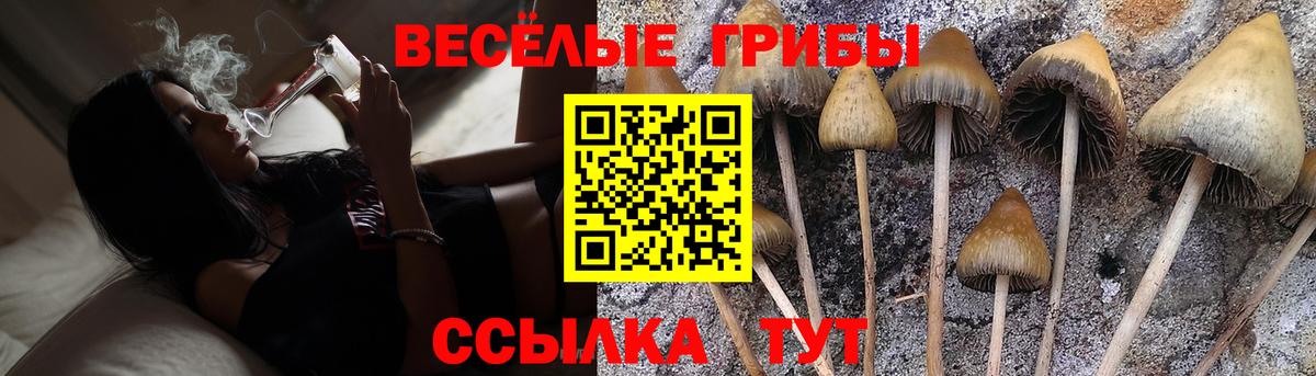 Псилоцибиновые грибы Cubensis Курчалой